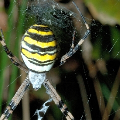 Argiope bruennichi